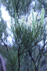 Grevillea pterosperma