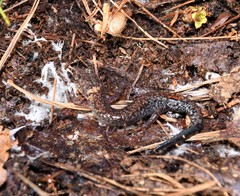 Plethodon sherando