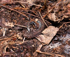 Plethodon sherando