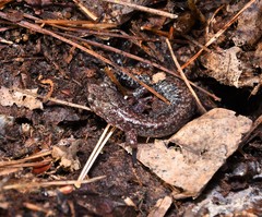 Plethodon sherando
