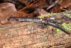 Plethodon sherando