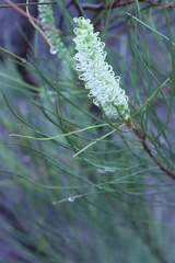 Grevillea pterosperma