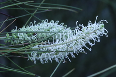 Grevillea pterosperma