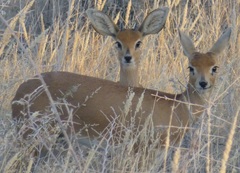 Raphicerus campestris steinhardti