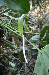 Image of Anthurium curvispadix