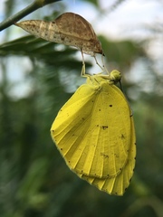 Eurema mandarina