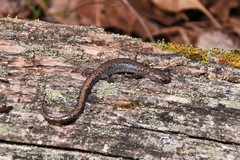 Plethodon sherando