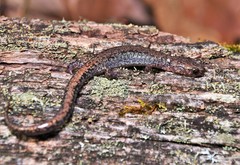 Plethodon sherando