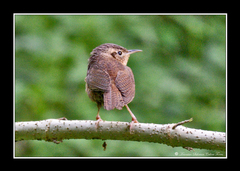 Troglodytes aedon brunneicollis