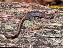 Plethodon sherando