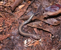 Plethodon sherando