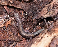 Plethodon sherando
