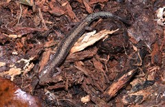 Plethodon sherando