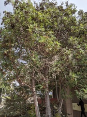 Lyonothamnus floribundus