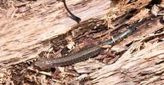 Plethodon sherando