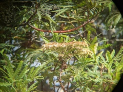 Lyonothamnus floribundus