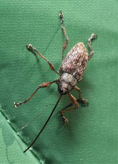 Curculio proboscideus