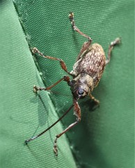 Curculio proboscideus