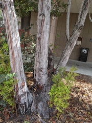 Lyonothamnus floribundus