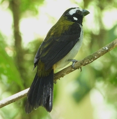 Saltator atripennis