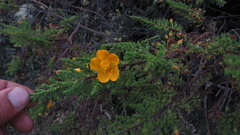 Hypericum goyanesii
