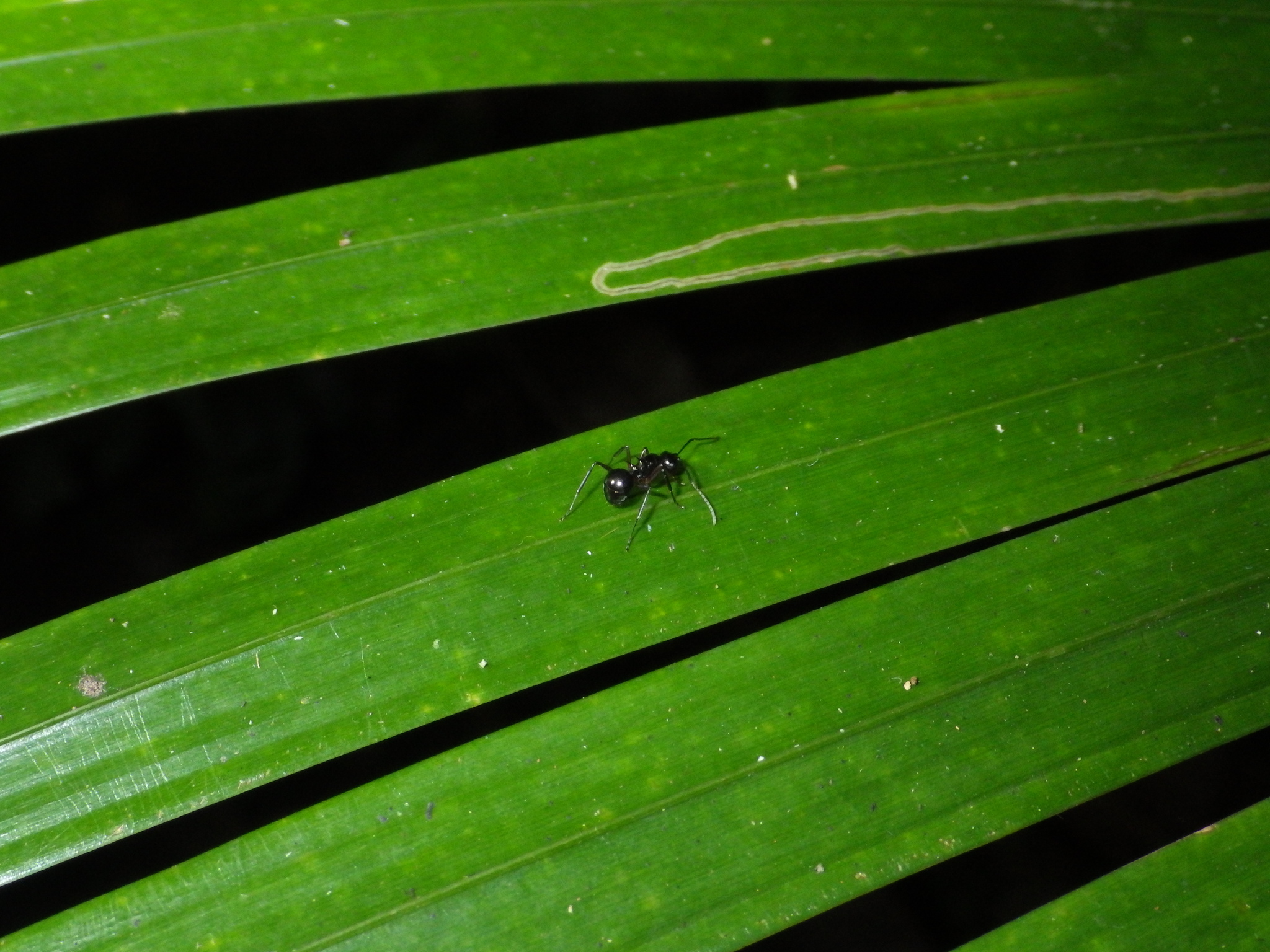Polyrhachis mucronata