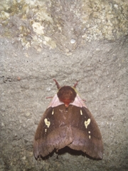 Dirphiopsis trisignata