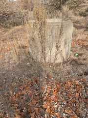 Artemisia tridentata