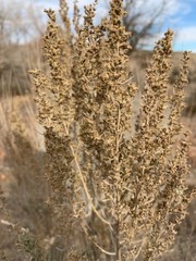 Artemisia tridentata