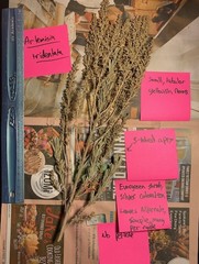 Artemisia tridentata