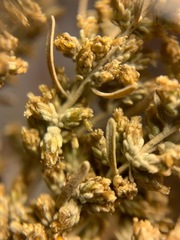 Artemisia tridentata