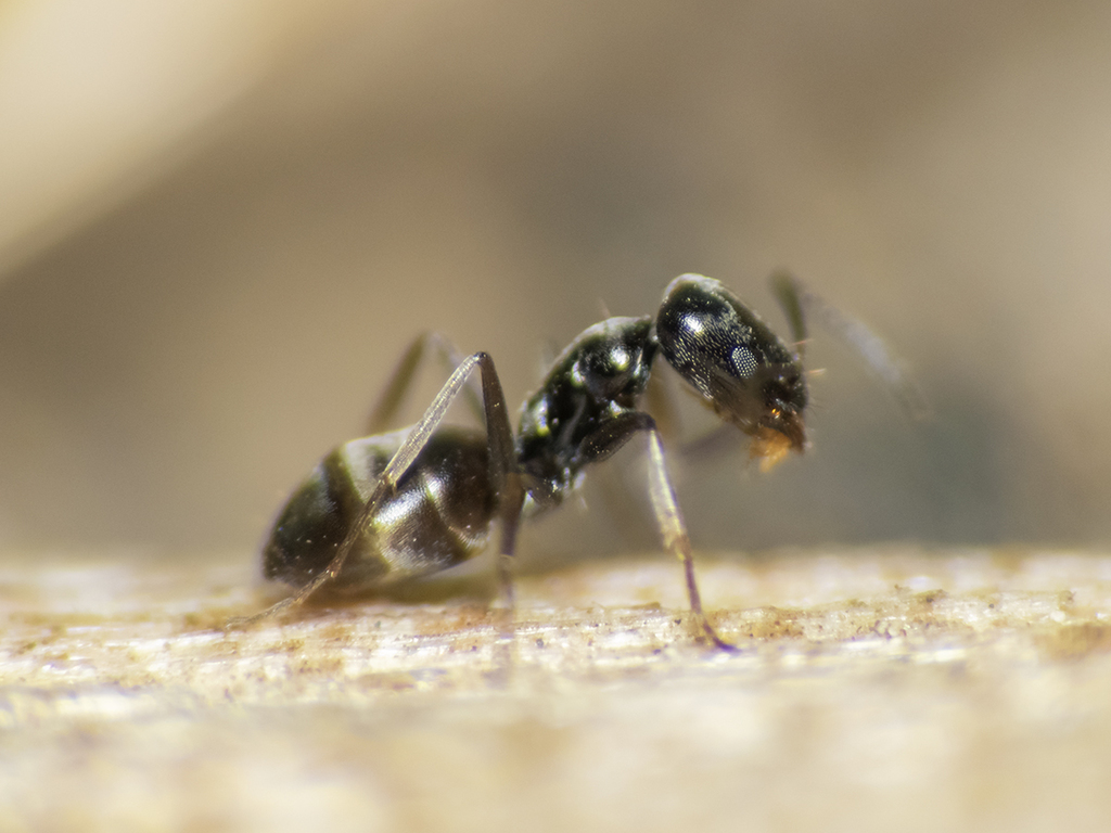 Forelius antarcticus