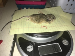 Peromyscus eremicus