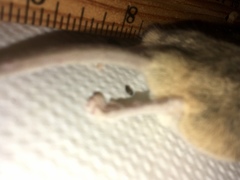 Peromyscus eremicus
