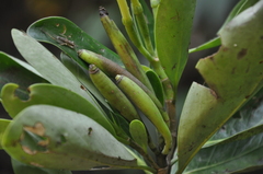 Cosmibuena macrocarpa