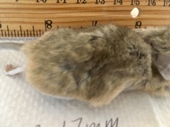 Peromyscus eremicus