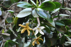 Cosmibuena macrocarpa