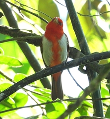 Chrysothlypis salmoni