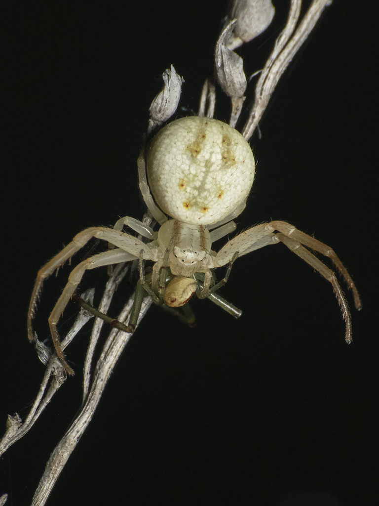 Misumenops