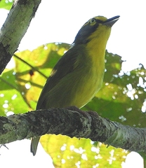 Vireolanius leucotis