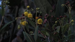 Calceolaria microbefaria