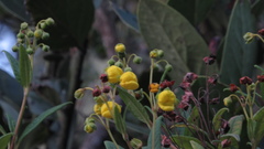 Calceolaria microbefaria