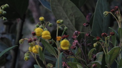 Calceolaria microbefaria