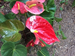 Anthurium andraeanum