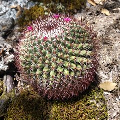 Mammillaria rhodantha fera-rubra