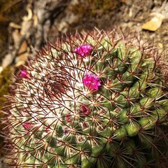 Mammillaria rhodantha fera-rubra