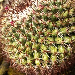 Mammillaria rhodantha fera-rubra