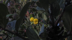 Calceolaria microbefaria