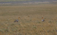 Theristicus branickii