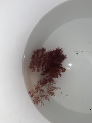 Dendronotus rufus